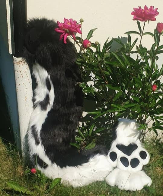 🔹 Zypher - Full body Fursuit - Tail &amp; Paws Visual